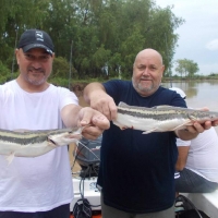 pique del 26-03-2019