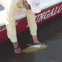 pique del 27-08-2019